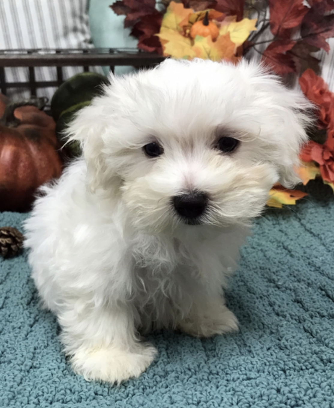 comprar cachorros sanos, baratos y asequibles para la venta